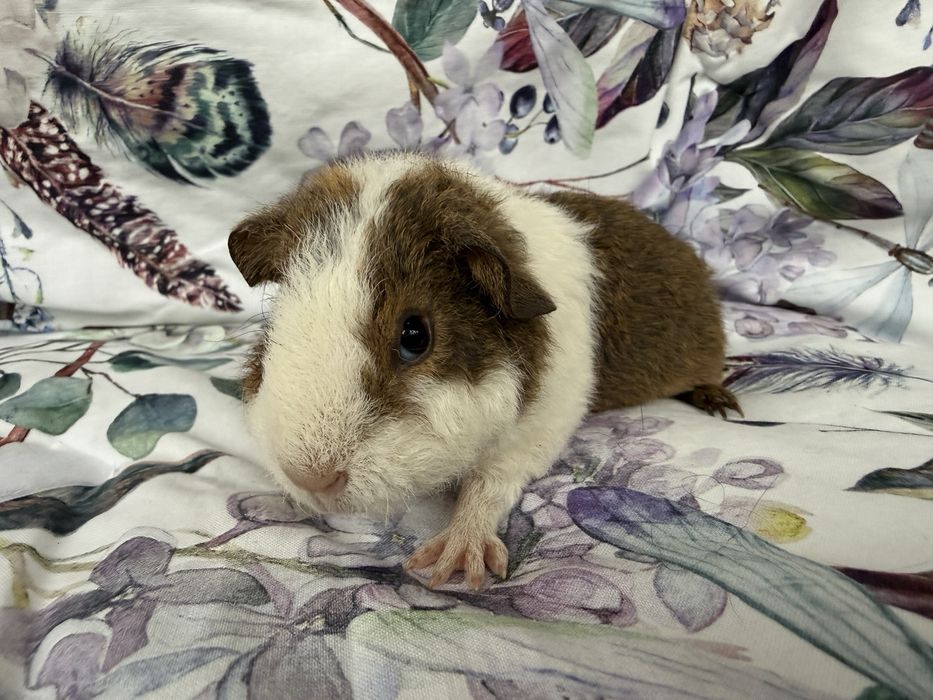 Świnki Morskie - US Teddy, Hodowla CCP