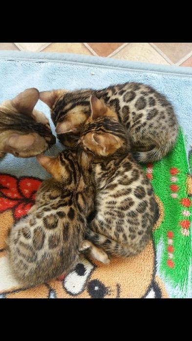 Бенгальские мальчишки