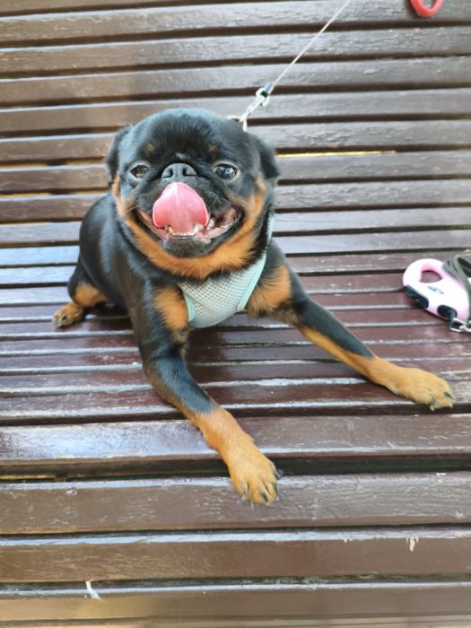 Придлагаеться для в'язки Пті Брабан.Гріфонсон.