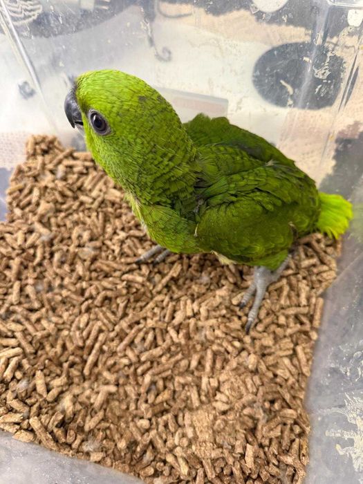 Papagaio Amazona Auropalliata