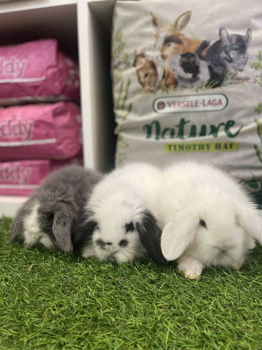 Coelhos anões Belier e mini lop - LOJA FISICA !!