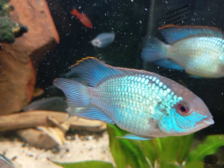 Peixes de aquario