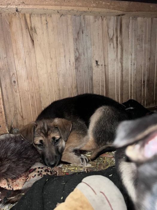 Щенкам нужен дом