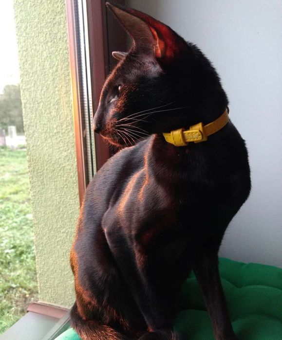 Оріентальна киця шукає кота на в’язку