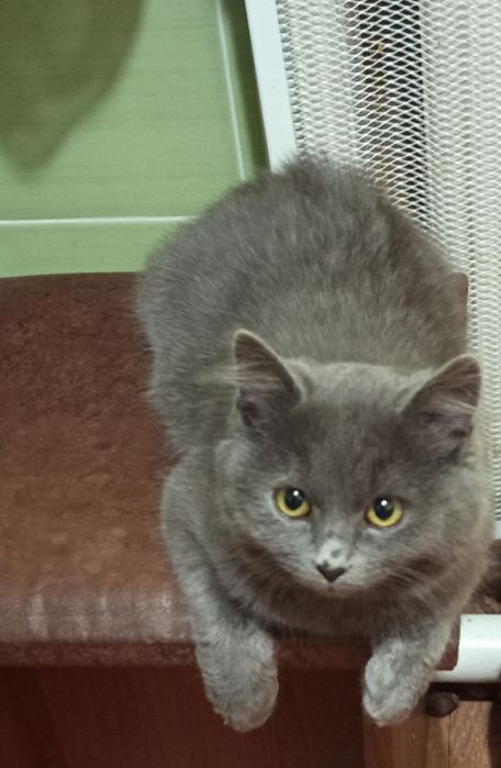 Дуже ніжна і розумна дівчинка в добрі руки.