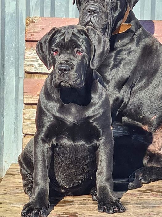 Дівчинка кане корсо