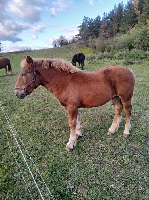 Sprzedam Ogierka sokólskiego