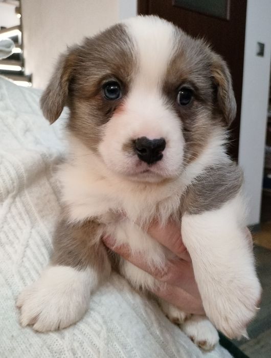 Welsh Corgi Cardigan