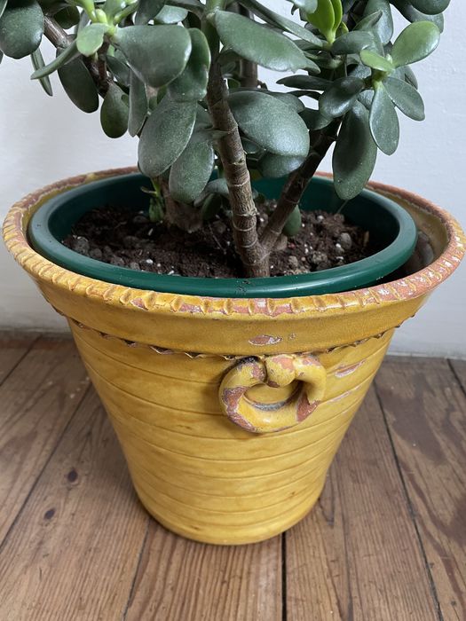 Planta natural com vaso