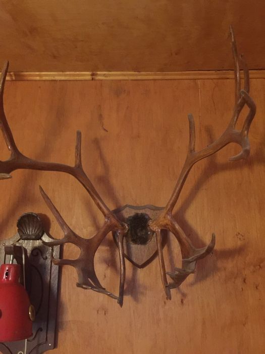 Рога Оленя. Настенные.