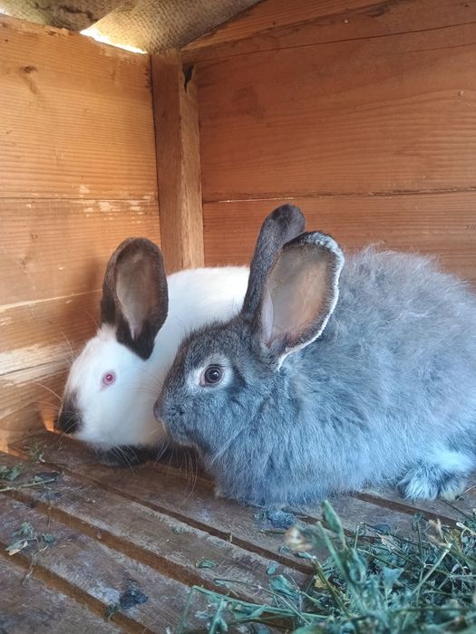 Кролики, кролчихи