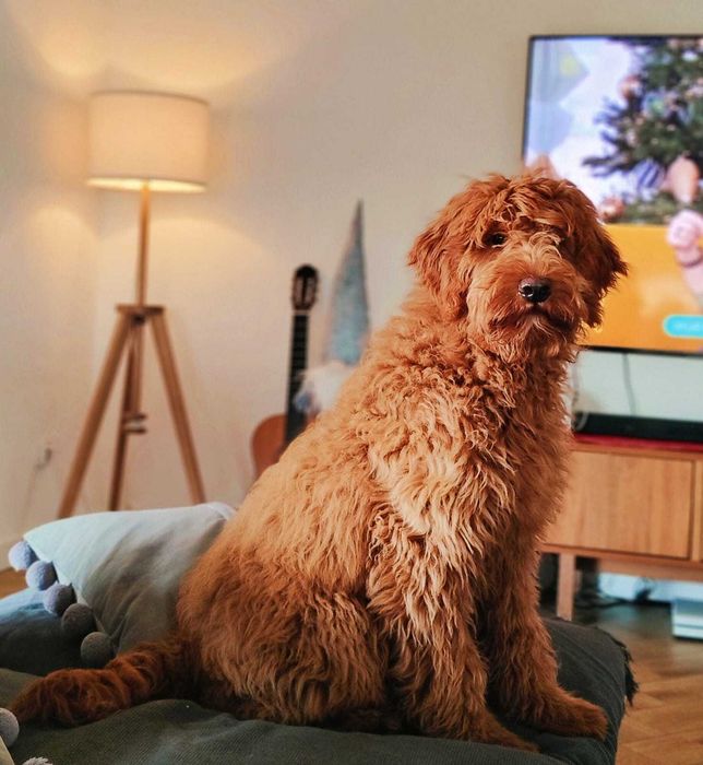 Goldendoodle f1b w umaszczeniu tuxedo