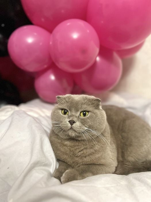 Віддамо кота в добрі руки шотландський висловухий кіт