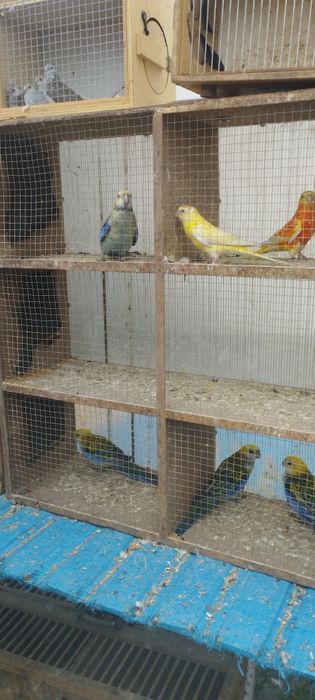Kolorowe papugii