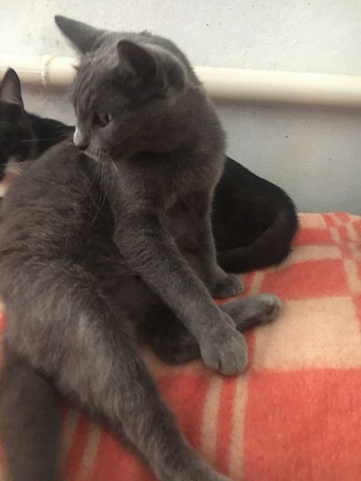 Безкоштовно киця шотландка