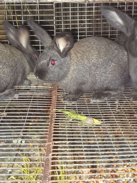 Пропоную вашій увазі кроликів середніх порід