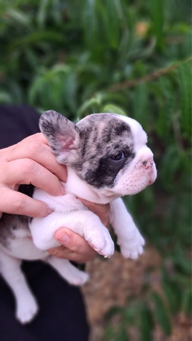 Bulldog francês macho