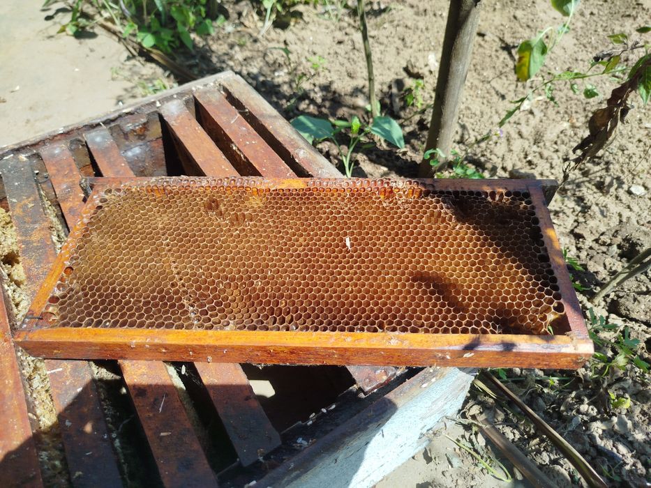 Alças para apicultura com quadros