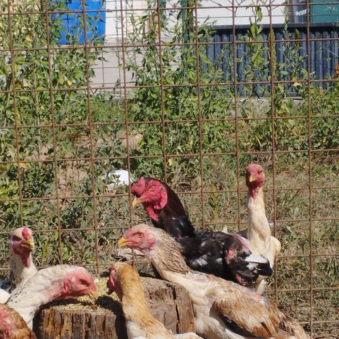 ovos indio gigante   +de 1m