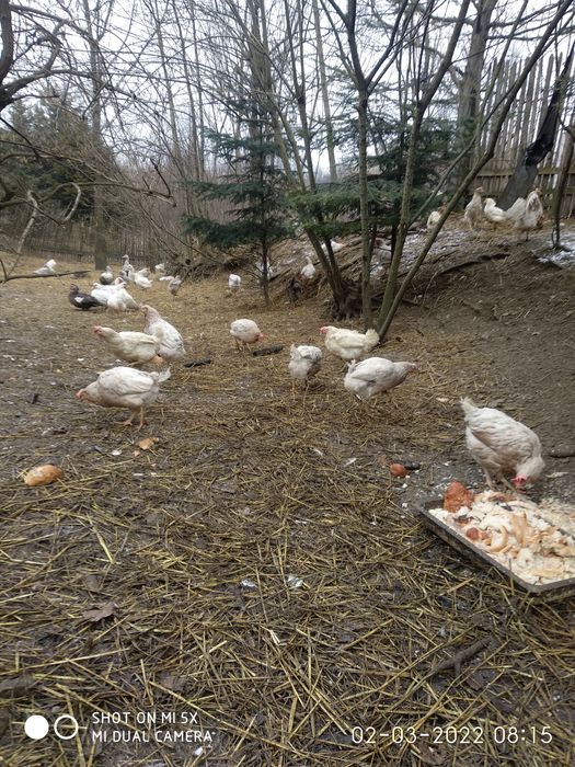 kury kokoszki lenhorn 20 tyg