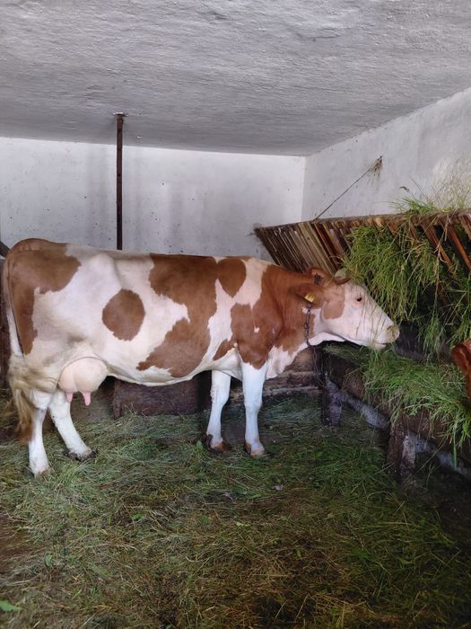 Krowa mleczna cielna