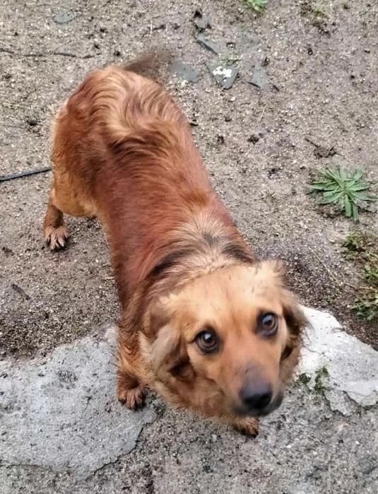 Ariel, cadelinha com 2 anos porte pequeno para adoção responsável