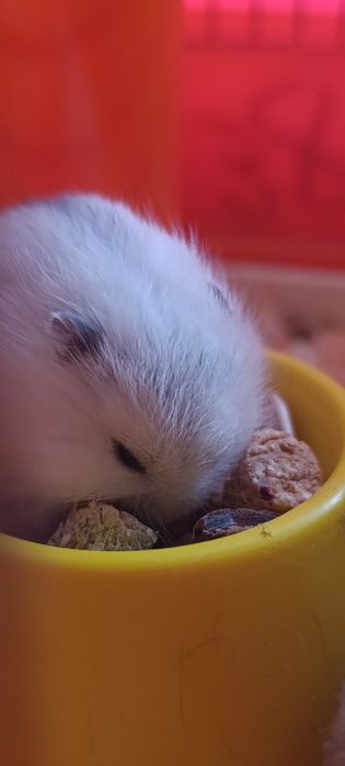 Джунгарські хом'ячки