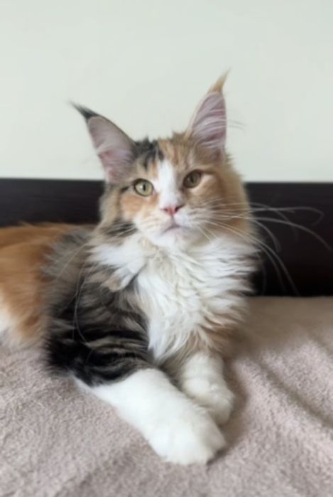 Мейн кун дівчинка з документами. 4