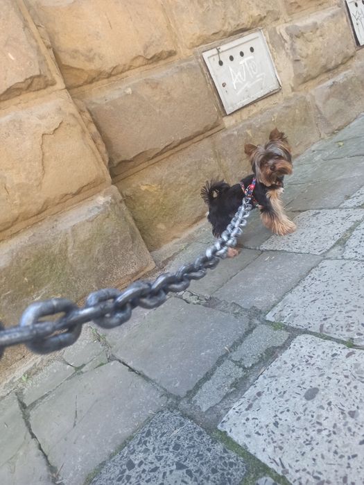 Цепь поводок подарок на новый год, Повідець ланцюг подарунок на Новий