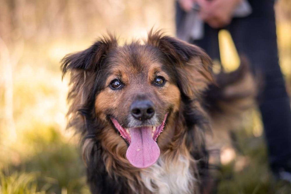 Pinky szuka spokojnego, odpowiedzialnego domu. Adopcja