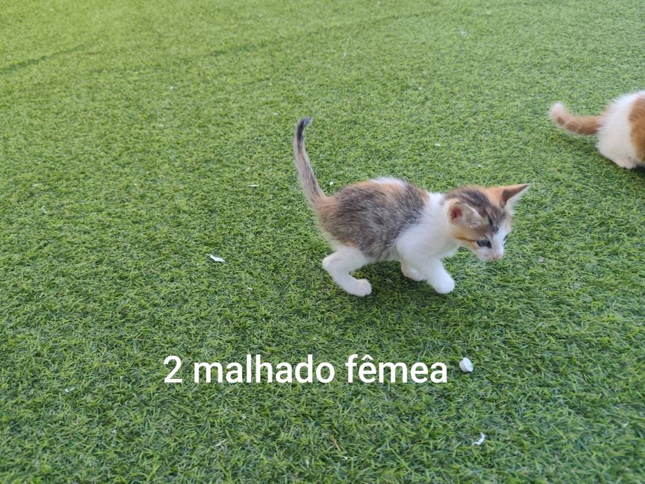 Gatinhos para doar