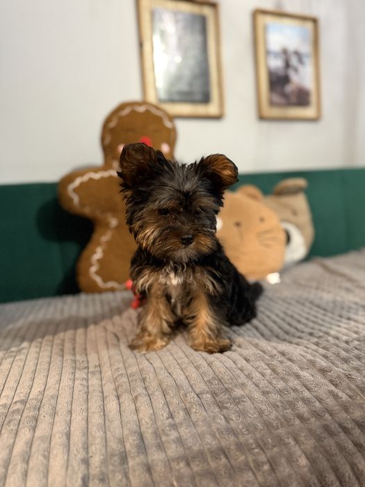 Yorkshire Terrier – śliczny szczeniak gotowy na zmiane domku
