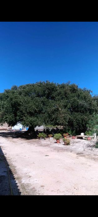 Carvalho Cerquinho Português (p/ Plantar ou Bonsai)