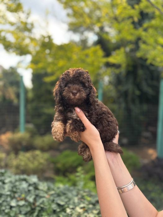 Мальтипу f1, f2 мальтіпу f1 f2 той пудель