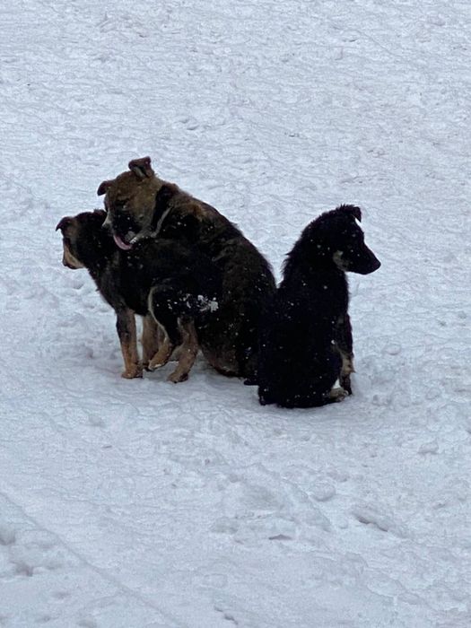 Бездомні цуценята шукають дім