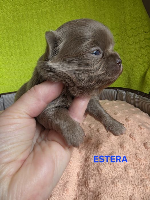 Zarezerwowana dziewczynka