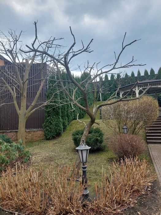 Догляд за садом. Покос газона. Підживлення/обробка рослин та газону