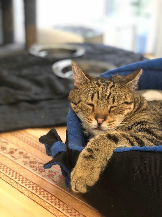 Maniuś - wyjątkowy kot szuka bezpiecznego domu