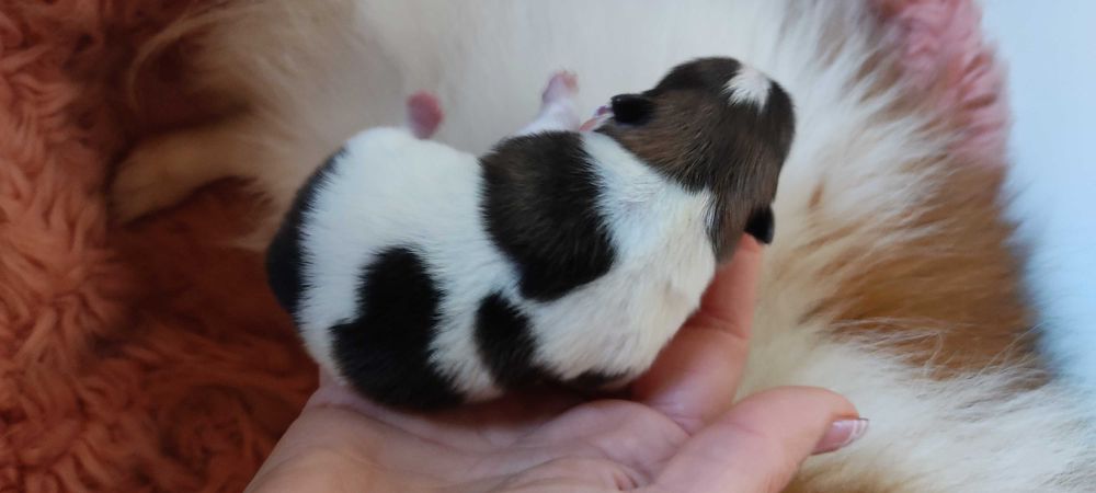 Lulu Pomerânia c/Lop Spitz Alemão anão