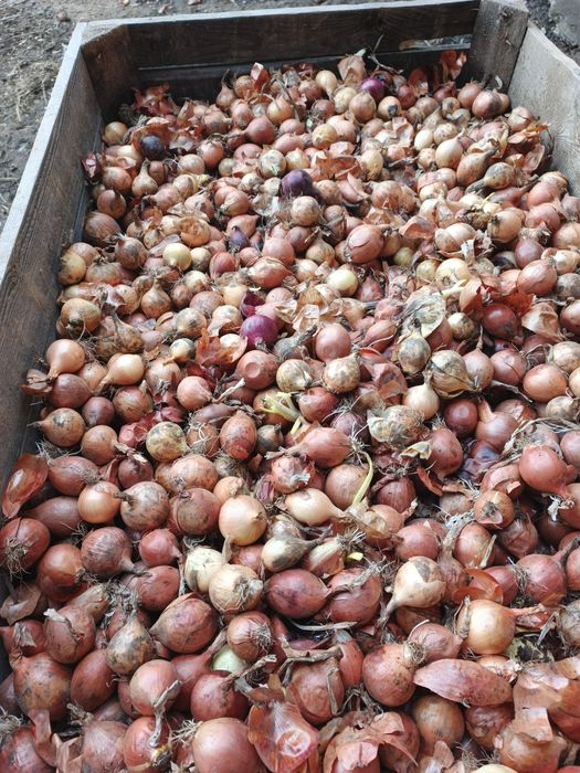 Cebula na wysadke, szczypiorówka