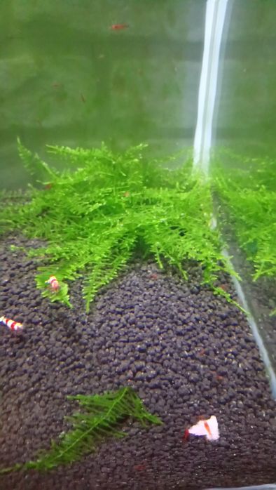 Mech do Akwarium Java Moss Wysyłka