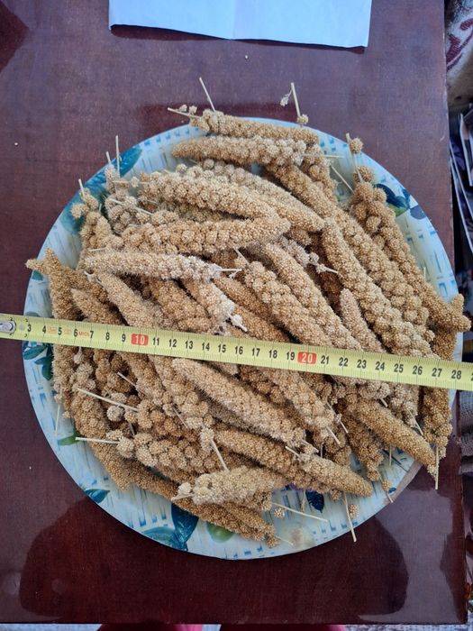 Чумиза, італійське просо