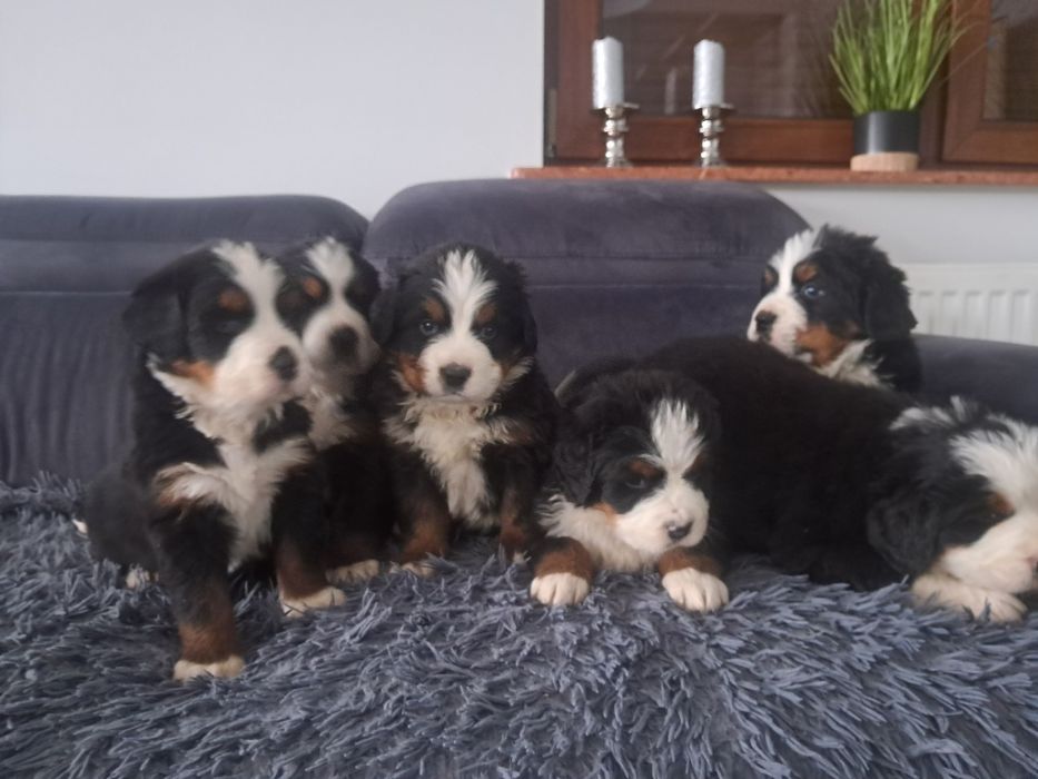 Bernenski pies pasterski