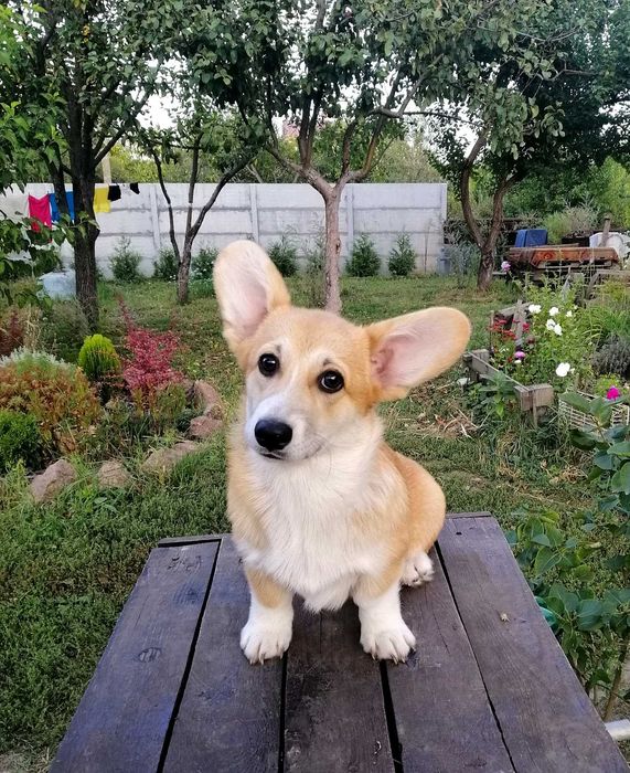 Цуценята вельш коргі пемброк