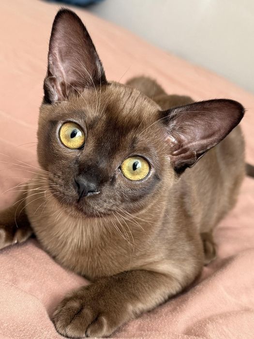 Котята бурма европейская