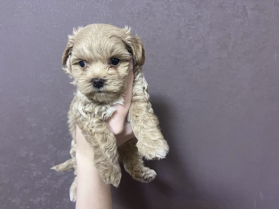 У наявності цуцики мальтіпу готові до бронювання