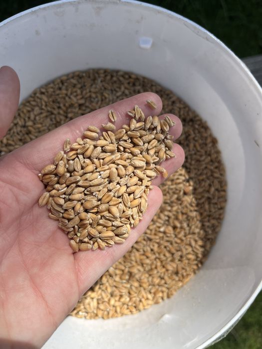 Sprzedam piekna pszenice i mieszanke (owies,jeczmien)