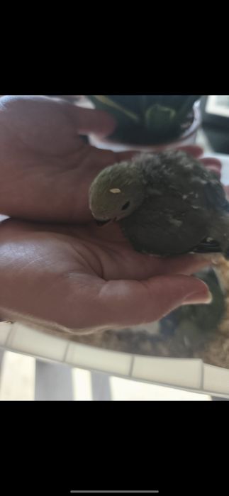 Agapórnis bebés para criar a mão