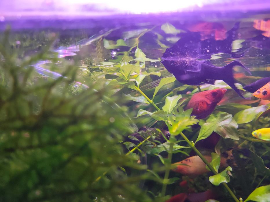 Molinezja mix. odmian