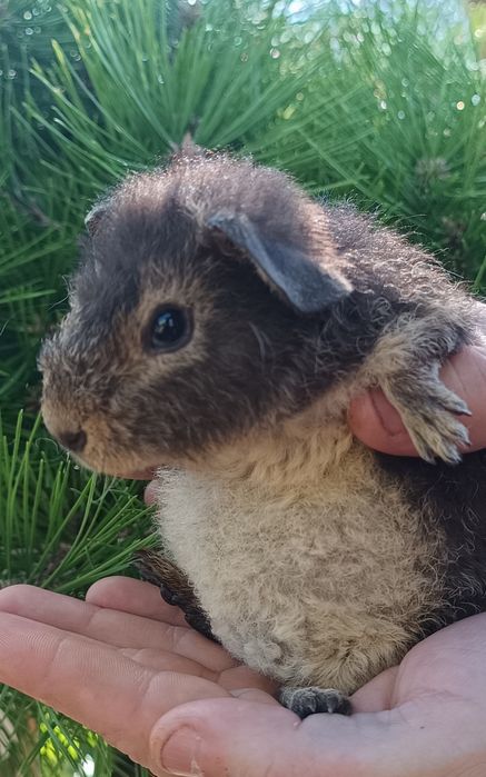 Świnka Us Teddy Havana podpalana młoda